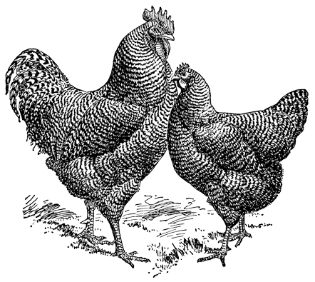 Chicken engraving